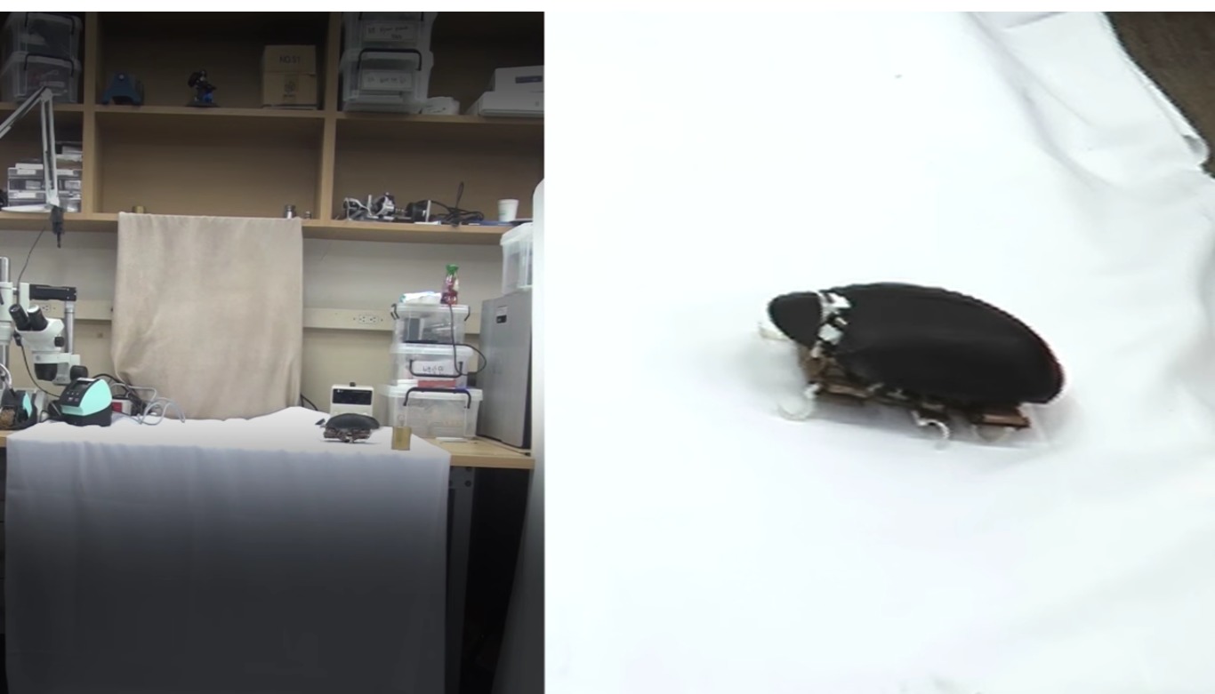 Denne robot-kakerlakken kan løpe, hoppe og komme seg på beina igjen selv. Grøss.