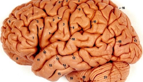Den menneskelige hjerne er ingen vanlig PC...